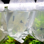 水温合わせ